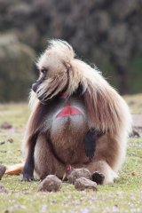 17-Gelada male